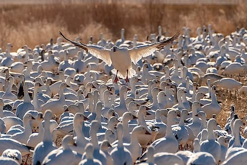 USA- New Mexico- Bosque Del Apache National Wildlife Refuge. Snow goose landing in flock. Places Print